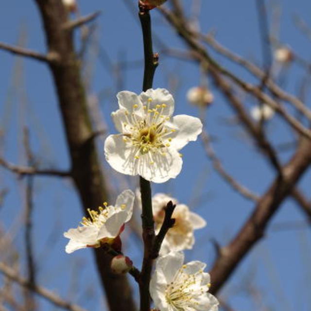 梅の花　＆　筋トレ　＆　豚の角煮