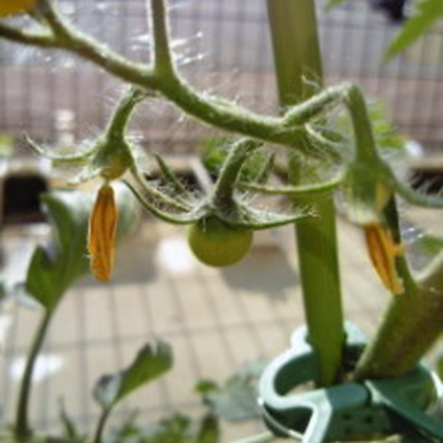 雨上がりの菜園♪