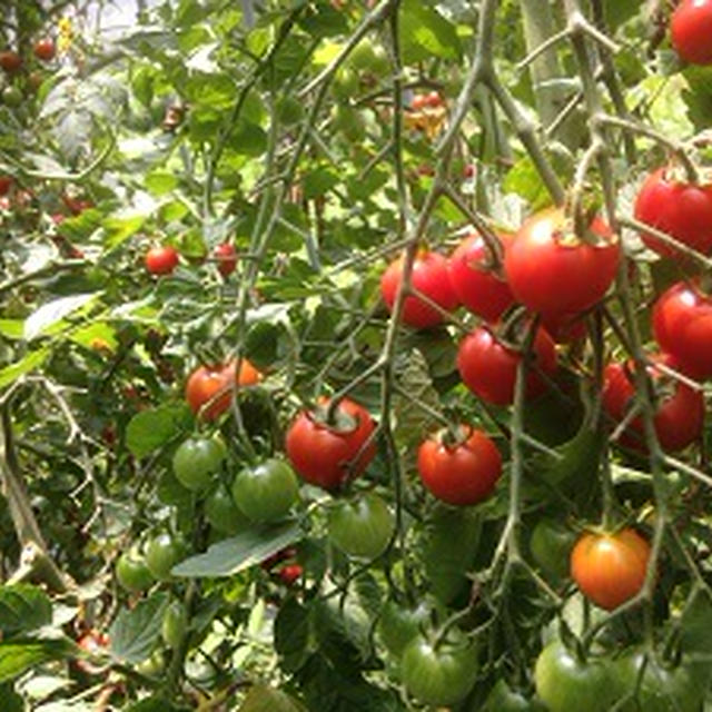 今年もトマト！　Our Tomatoes 