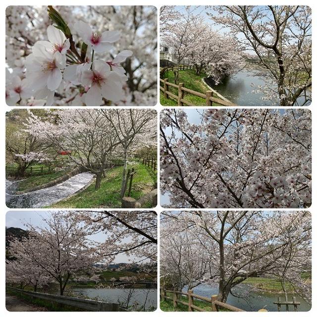 今年の桜🌸と食べたものまとめ