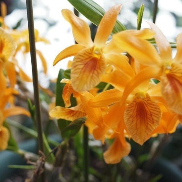 ■園芸・鉢植えの花達【今咲いている室内と玄関先の花各種です♪】