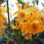 ■園芸・鉢植えの花達【今咲いている室内と玄関先の花各種です♪】