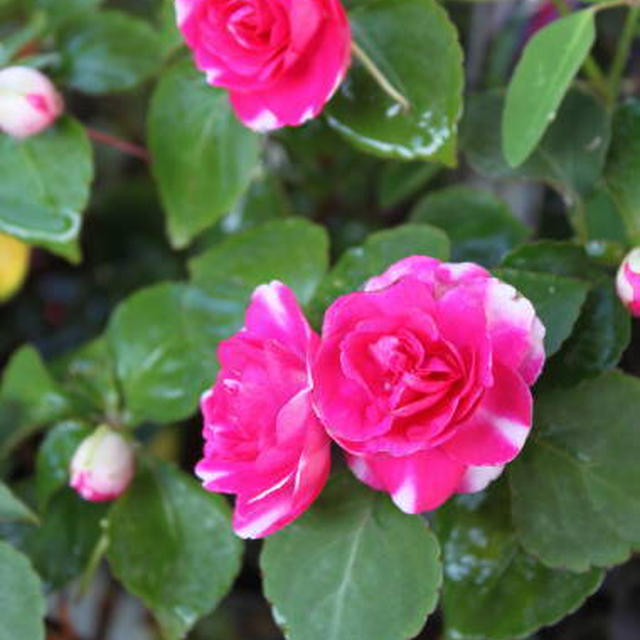 玄関前のお花たち♪