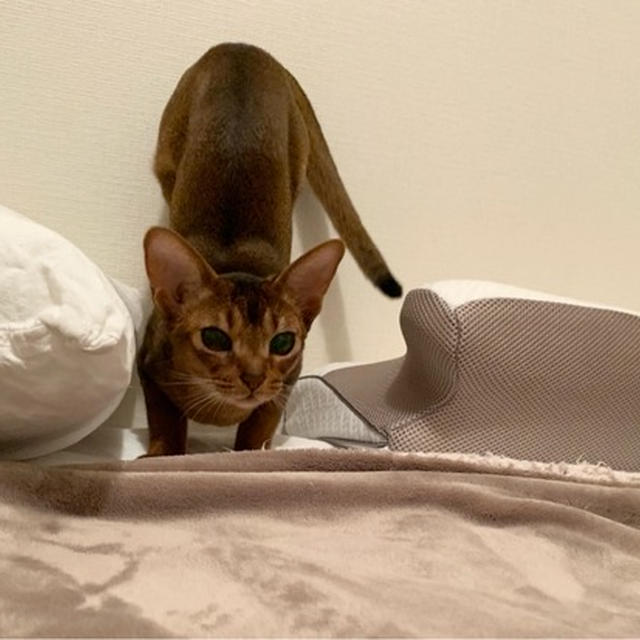りすのカッコいい狩を見せるです
