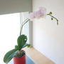 胡蝶蘭の花2023#ameba写真部