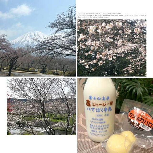 少し早かった桜・・井出牧畜牧場での買い物はとっても濃いジャージー牛乳やカジョカパロ!!