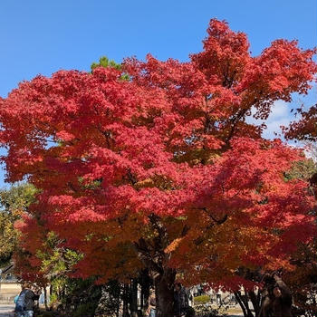 紅葉の大宰府を散策～福岡三越の喜水亭でランチ♪