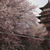 桜とさくらあんぱん　４月１９日その３