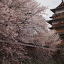 桜とさくらあんぱん　４月１９日その３