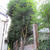 【ぼやき】植栽剪定とウッドフェンス作り替え