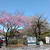 250414_御殿場の時之栖に桜を見に行ってきた
