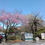 250414_御殿場の時之栖に桜を見に行ってきた