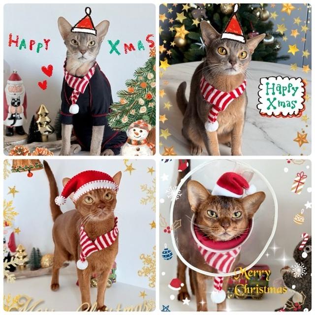 メリークリスマス🎄