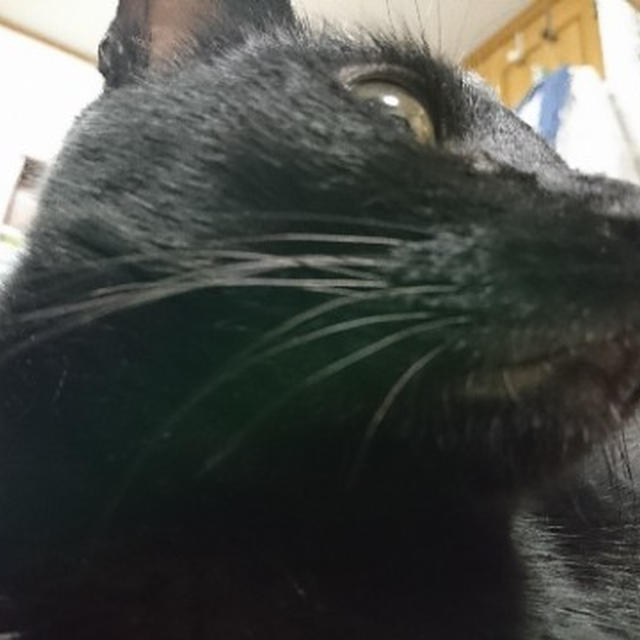 【小梅・さくら・桃之介通信】ちかいちかい…