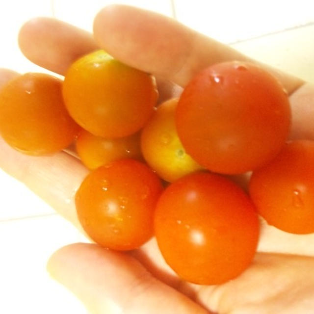 トマトは野菜か果物か？