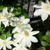 ホワイトガーデンと薔薇開花