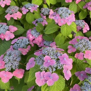 東京ミッドタウンの紫陽花