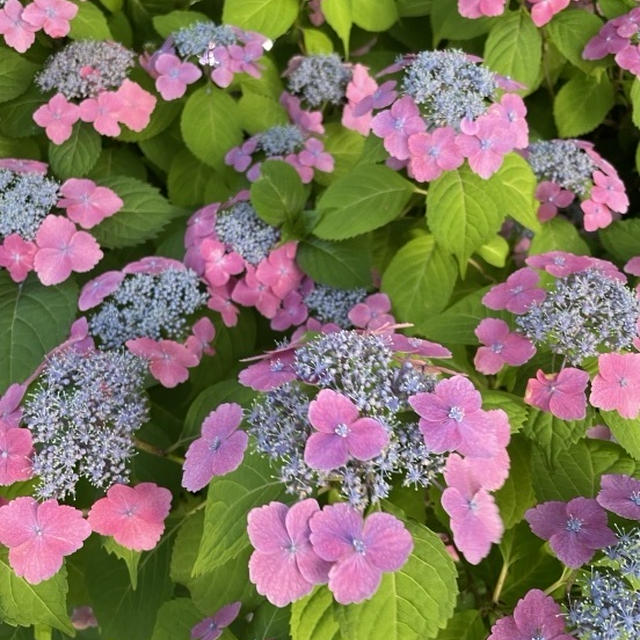 東京ミッドタウンの紫陽花