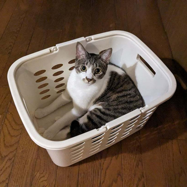 フルコース！