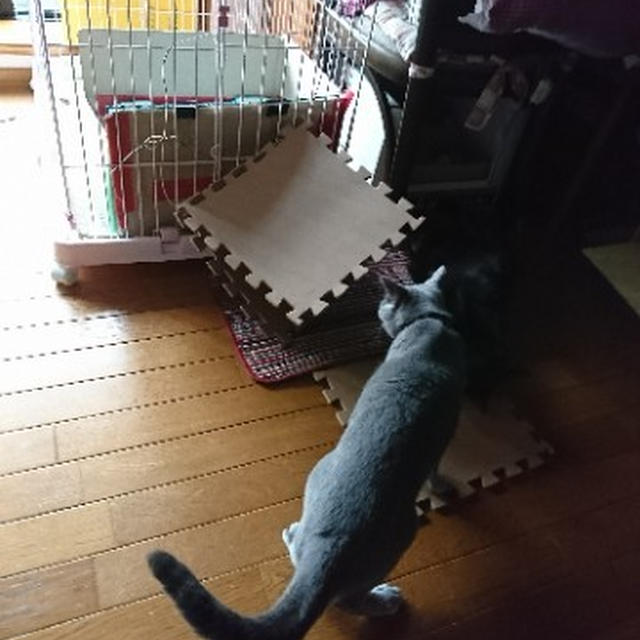 【小梅・さくら通信】そして結局崩壊へ...