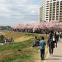 お花見に♪桜が満開です(o^^o)