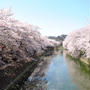 2011大岡川の桜
