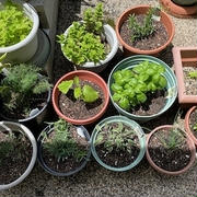 ハーブの鉢植え＆母の日＆鴨と水菜のペペロンチーノ
