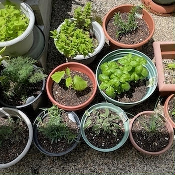 ハーブの鉢植え＆母の日＆鴨と水菜のペペロンチーノ