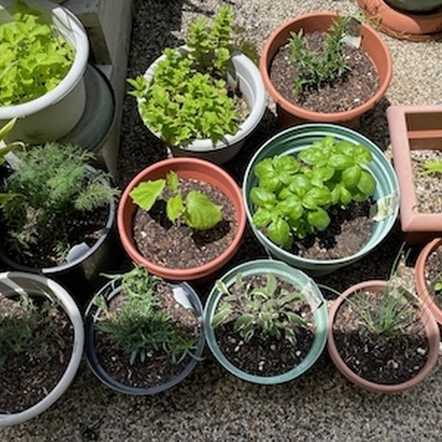 ハーブの鉢植え＆母の日＆鴨と水菜のペペロンチーノ