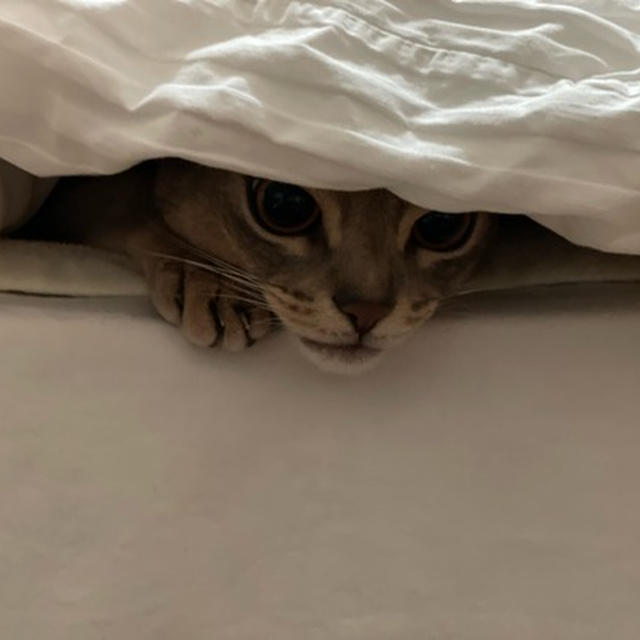 ひとりかくれんぼ