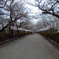 昨日はもう、さすがに散ってたよ。段葛の桜･･。