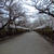 昨日はもう、さすがに散ってたよ。段葛の桜･･。