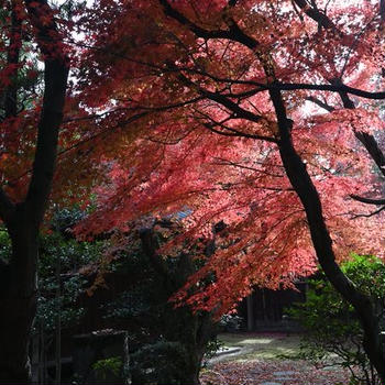 前泊の倉敷旅　その２　名残の紅葉とイルミネーション