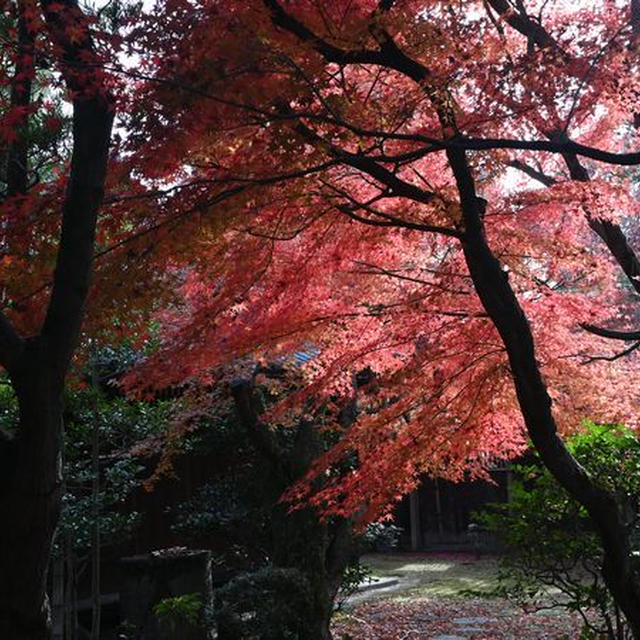 前泊の倉敷旅　その２　名残の紅葉とイルミネーション