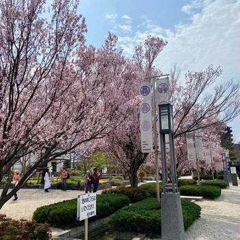 2024 名古屋の桜@徳川美術館のトウカイザクラ