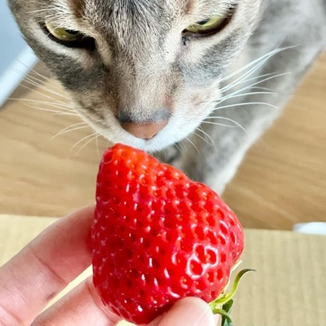 新潟から届いた、いちごお姫さま