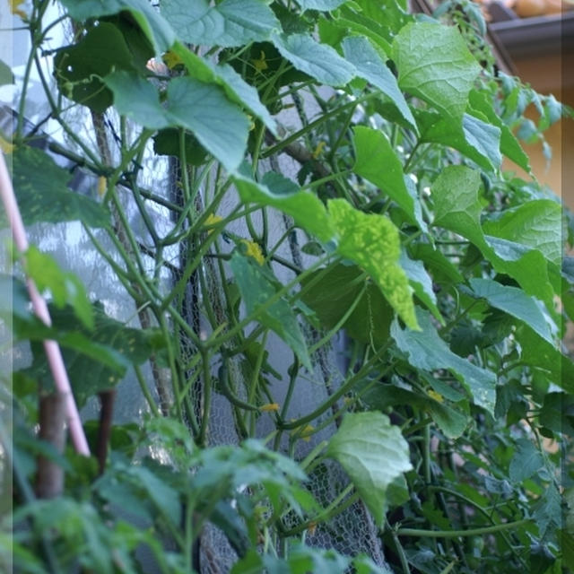 我が家のプランター栽培の野菜とお花達です。