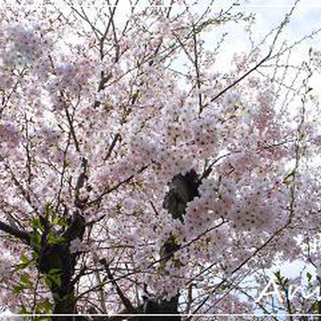 ☆桜、満開☆