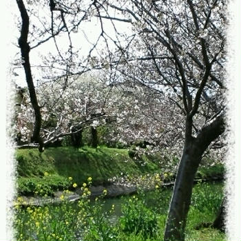 *桜祭り*