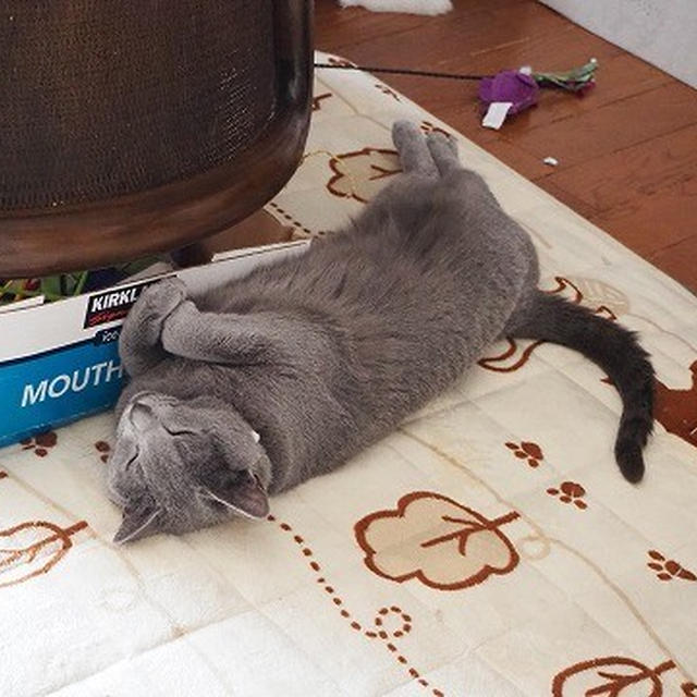 【小梅・さくら・桃之介通信】あぁ、モフりたい...