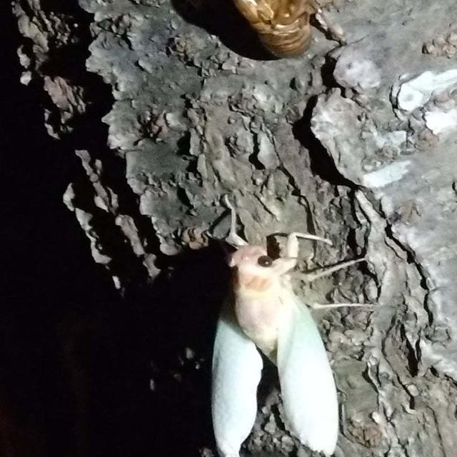 蝉の産まれる瞬間