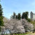 桜巡り①　
