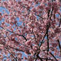 春一番。と 河津桜。と今日のおやつ。