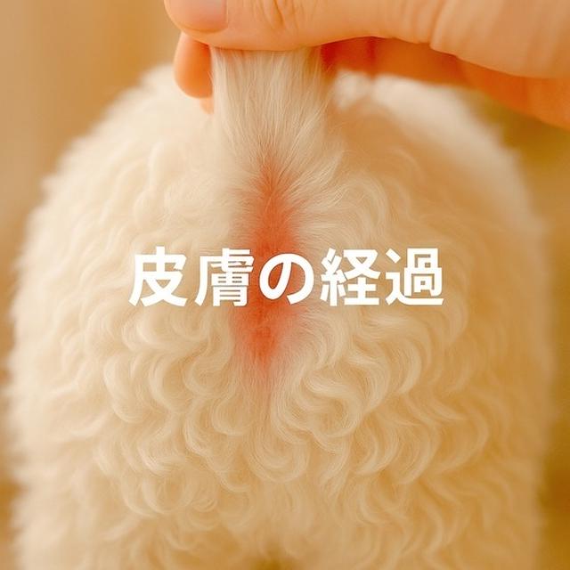 ゆきちの皮膚ケア、AIで記録中です