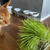 わが家には、猫草は無用のようでした… 