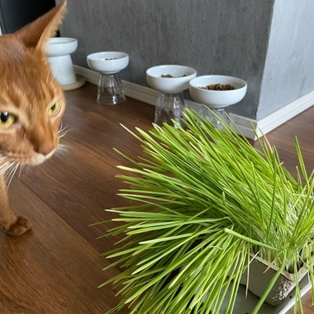 わが家には、猫草は無用のようでした… 