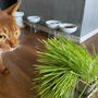 わが家には、猫草は無用のようでした… 