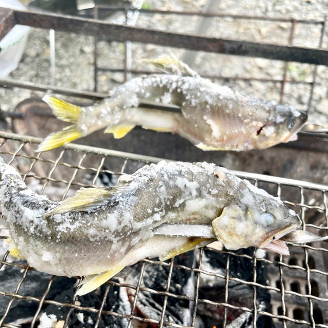 川キャンプ飯　鮎の焚火焼きがオススメなのです。