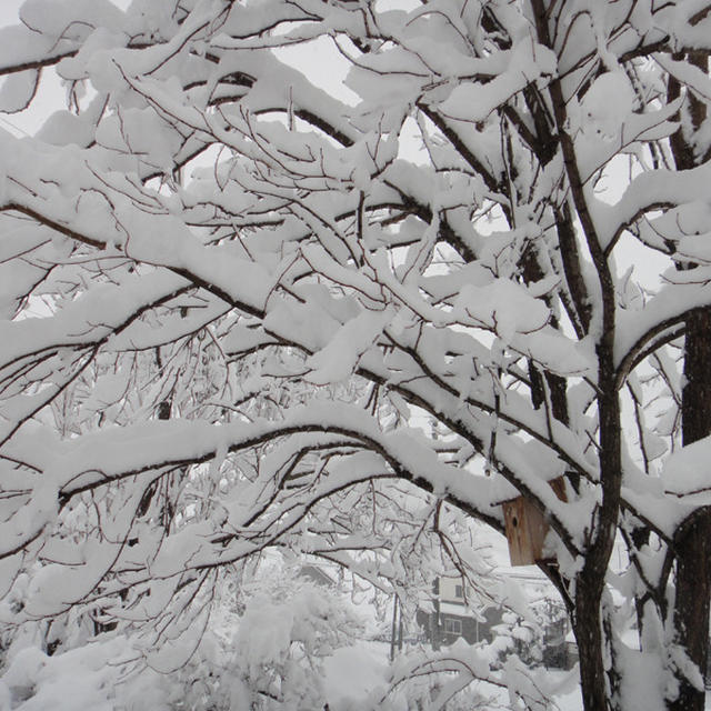 ドカ雪です