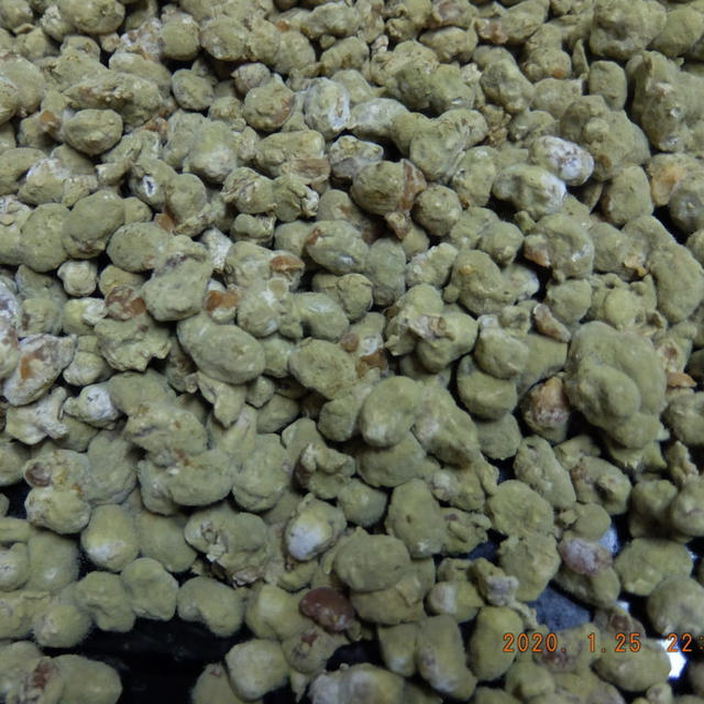 麹室の中での麹菌（微生物）の様子を知ろう【醤油製麹】
